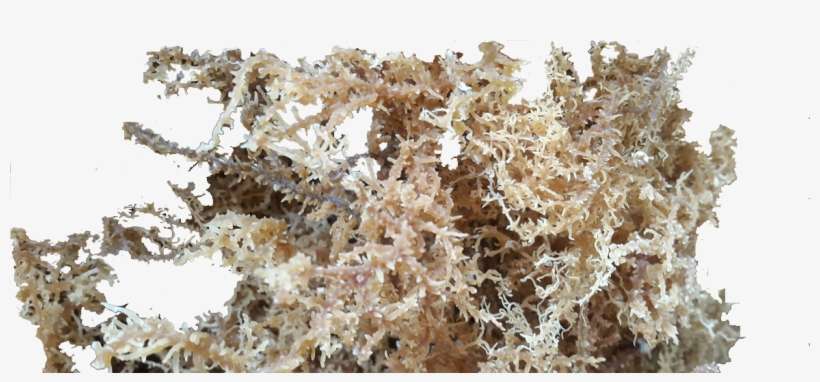 Seaweed-preview - Pt Amarta Carrageenan, transparent png download