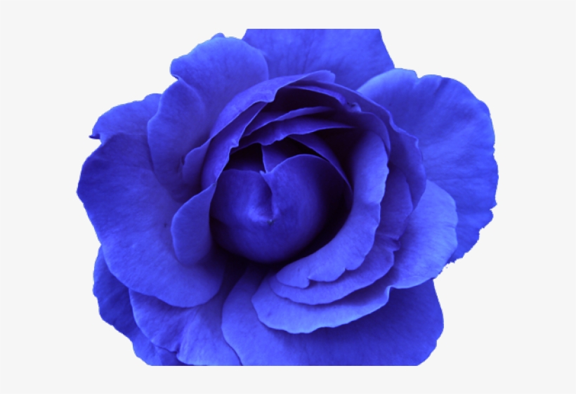 Blue Rose Clipart Different Flower - Flower Free To Use Png, transparent png download