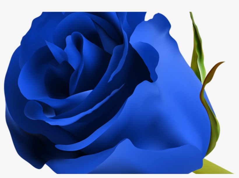 Blue Rose Png Clip Art Image Clipart Pinterest Blue - Beautiful Blue Rose Flowers, transparent png download