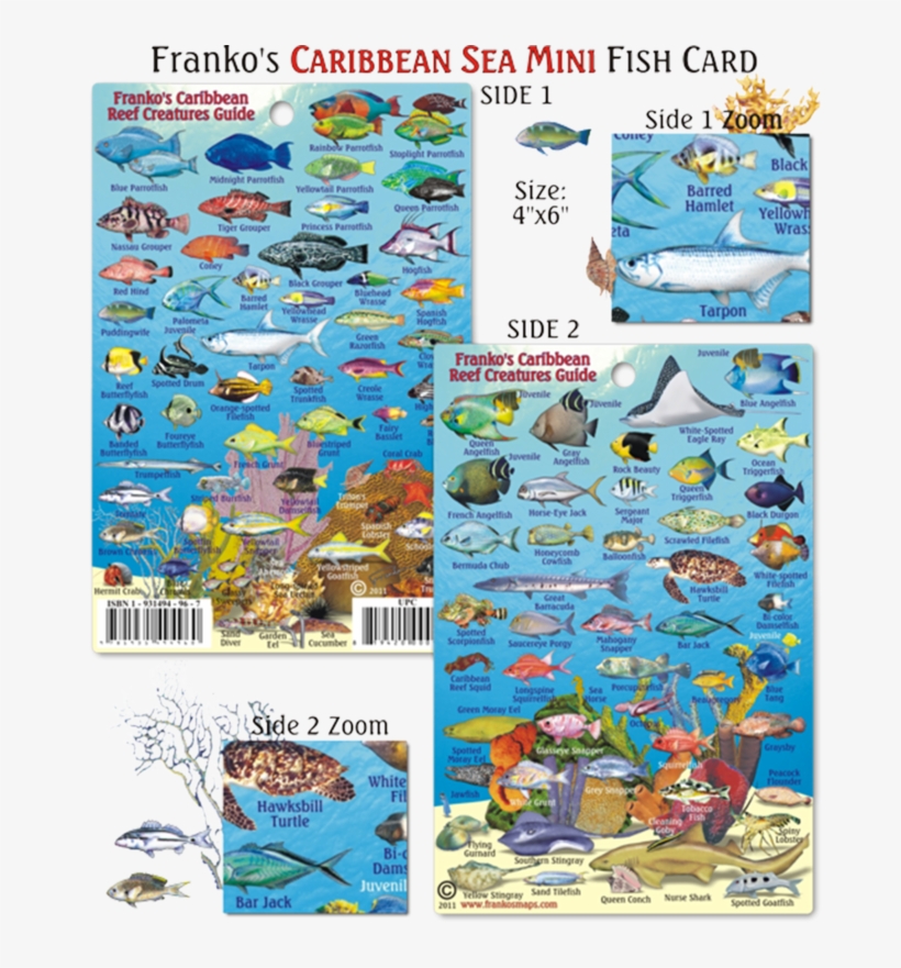 Franko Maps Caribbean Reef Creature Guide 4 X 6 Inch - Fishes Of Caribbean Sea, transparent png download