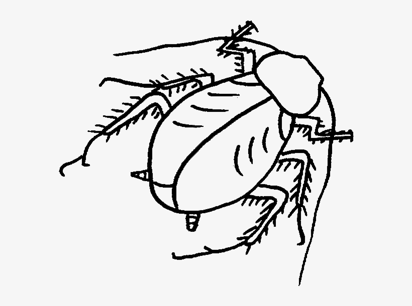 Roach Drawing Black And White Clip Art Download - Line Art, transparent png download