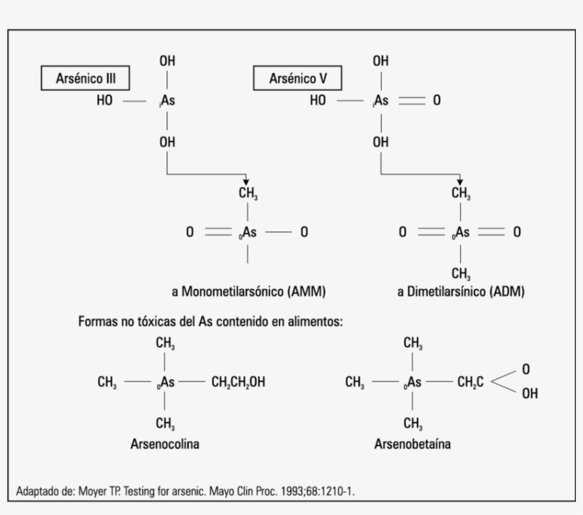 Estructura De Las Formas Inorgánicas Y Orgánicas Del - Diagram, transparent png download