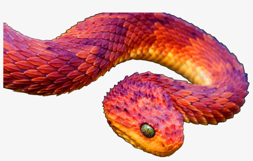 Bush Viper Transparent, transparent png download