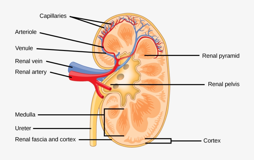 The Kidney Is Shaped Like A Kidney Bean Standing On - Happens When You Drink Salt Water, transparent png download
