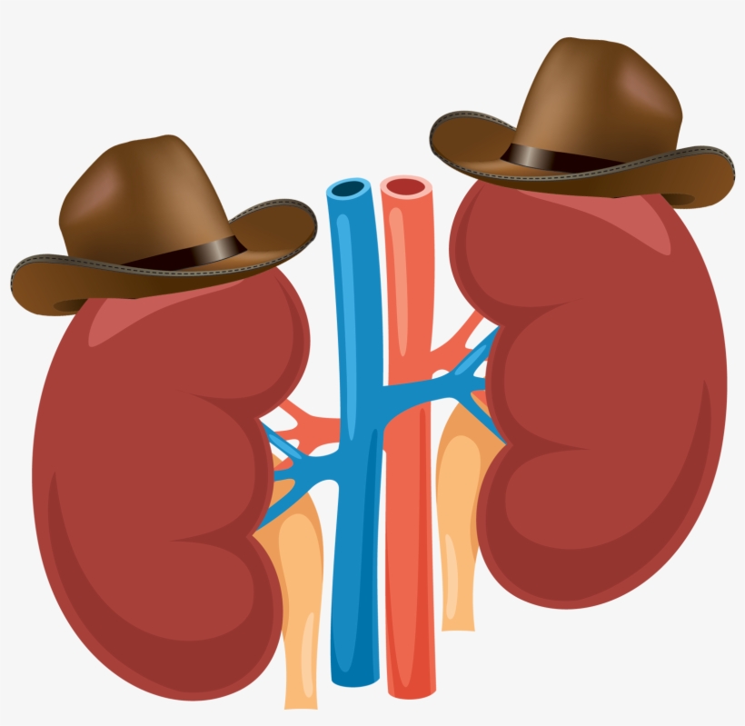 Most Patients With Kidney Problems Don't Know They - Kidney Vector, transparent png download
