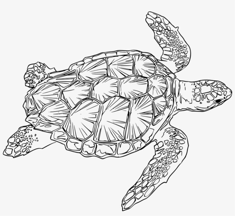 Sea Turtle Clipart Ocean Turtle - Sea Turtle Line Art, transparent png download