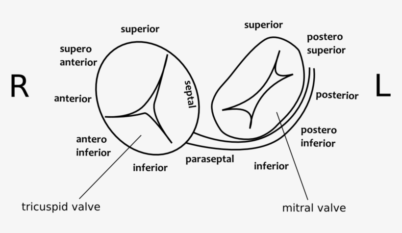 De-pathway Nomenclature - Diagram, transparent png download
