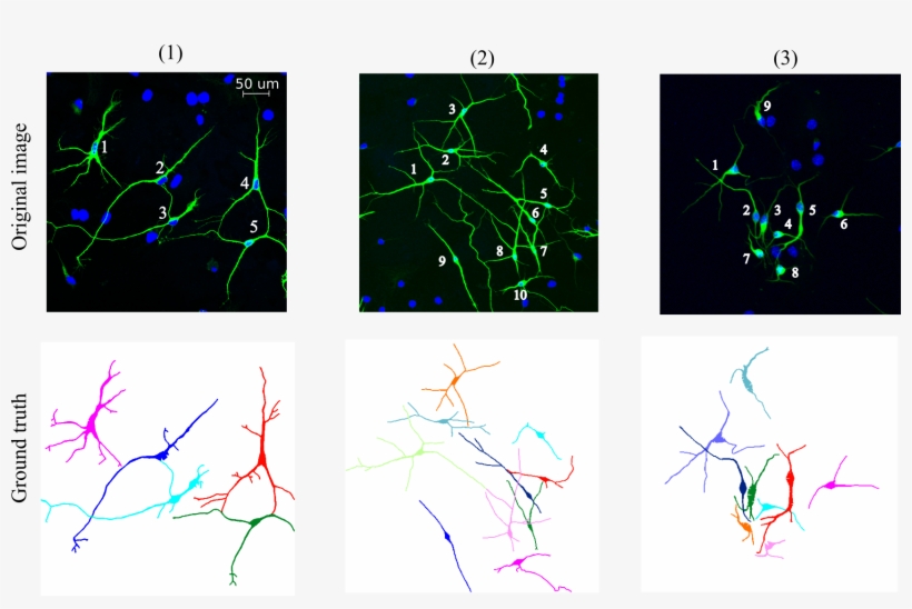 Neuron Dataset Batch 1 - Graphic Design, transparent png download
