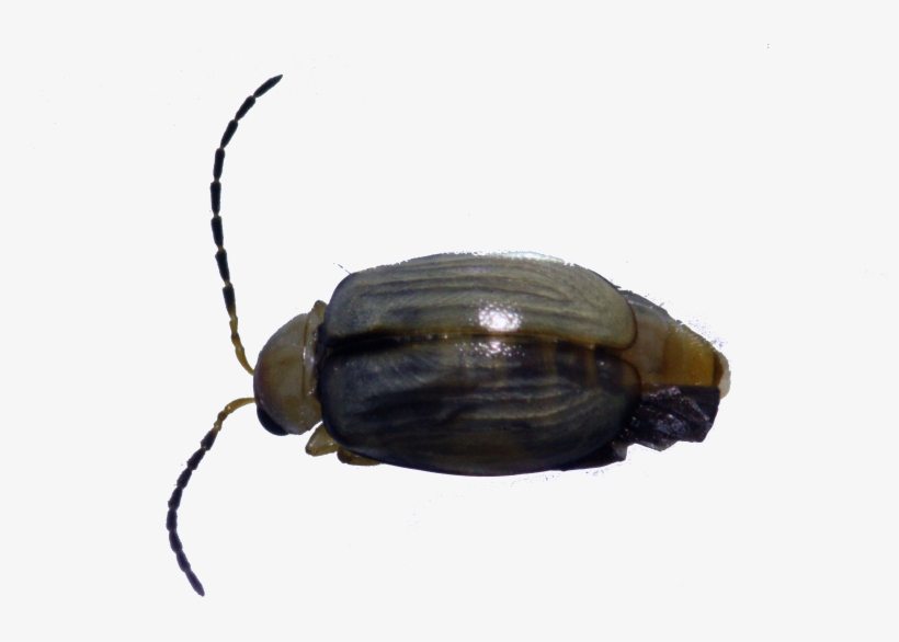 124b - Leaf Beetle, transparent png download
