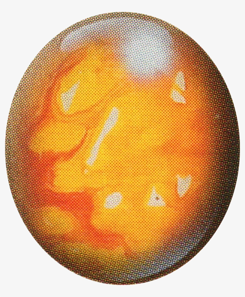 Topaz - Deltora Quest Topaz, transparent png download