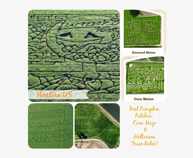 Here Is A List Of Some Of The Best Pumpkin Patches, - Grass, transparent png download