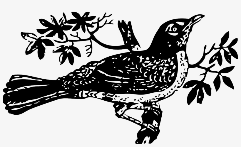 Image - Pixabay - Kill A Mockingbird Drawing, transparent png download