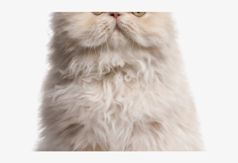 Persian Cat Clipart Kawaii Cat - Special Features Of Cat, transparent png download