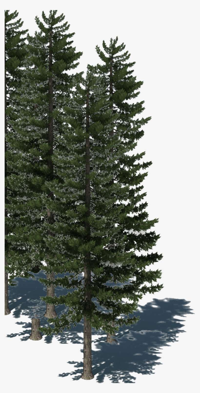 Visit My Other Website For More New Png - Pine Tree, transparent png download