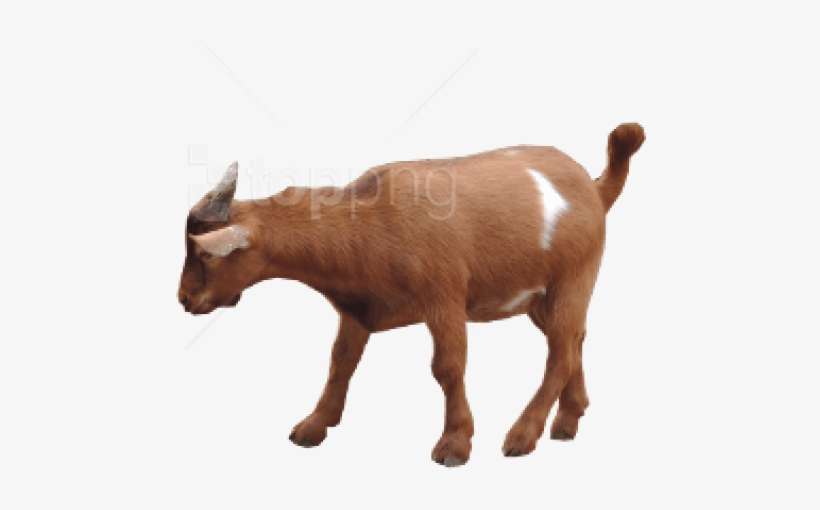 Free Png Goat Png Images Transparent - Brown Goats Png, transparent png download