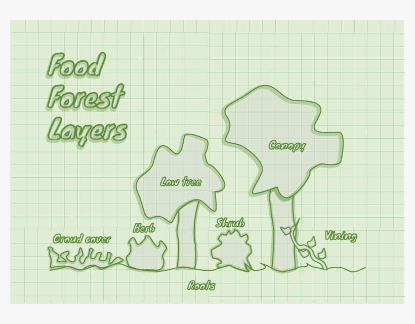 Layers Of A Food Forest - Diagram, transparent png download