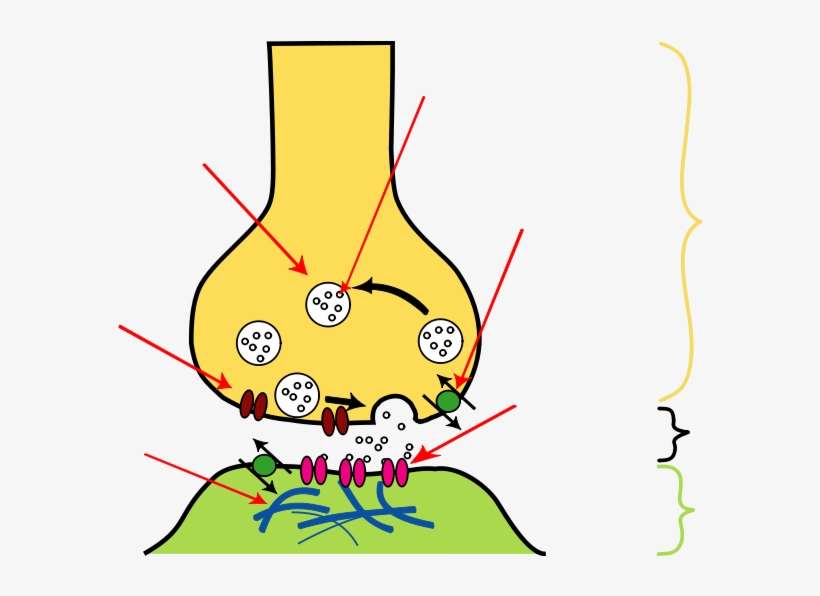 Neurotransmitter - Calcium Channel In Synapse, transparent png download