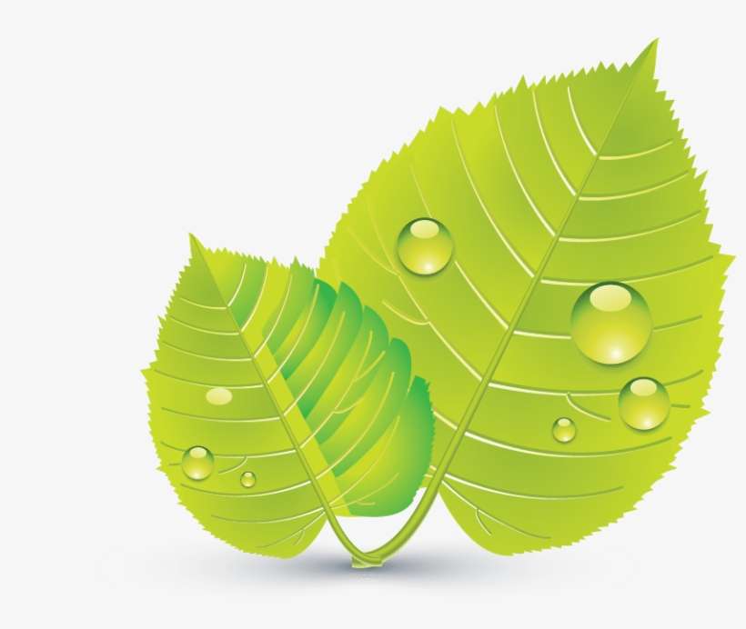 Design Free Logo Green Leaves Online Template - Icon, transparent png download