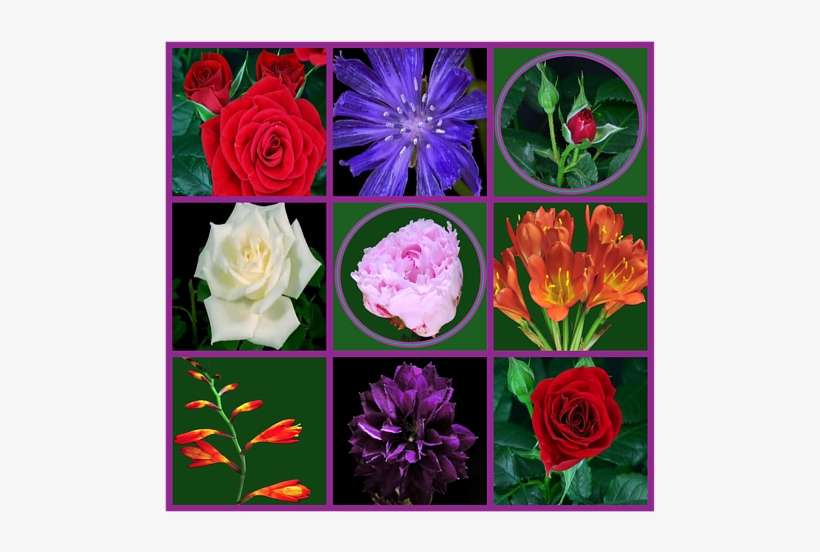 Bleed Area May Not Be Visible - Garden Roses, transparent png download
