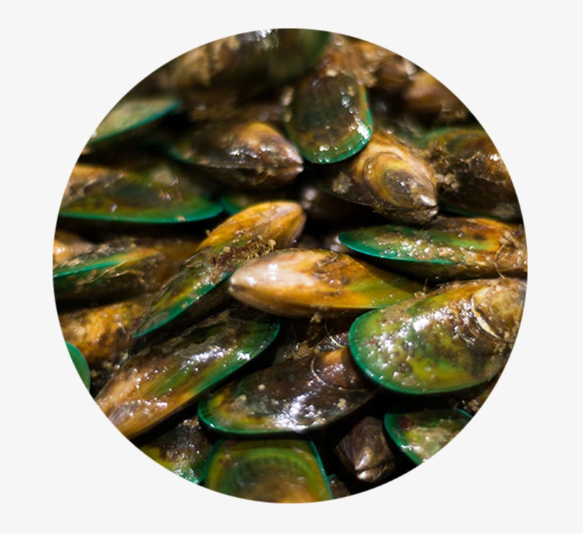 Mussel, transparent png download