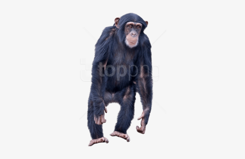 Download Monkey Standing Png Images Background - Chimpanzee Png, transparent png download