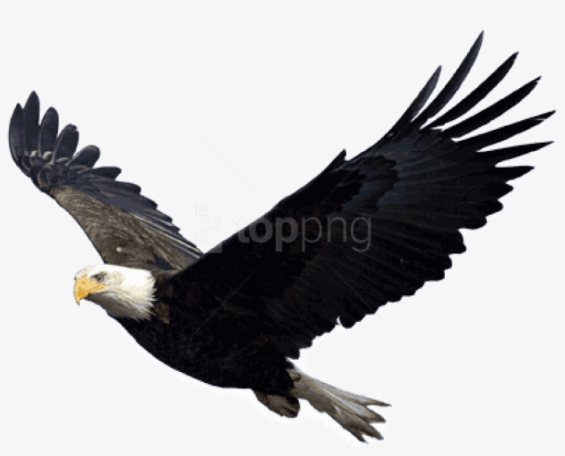 Free Png Download Eagle Png Images Background Png Images - Eagle Png, transparent png download