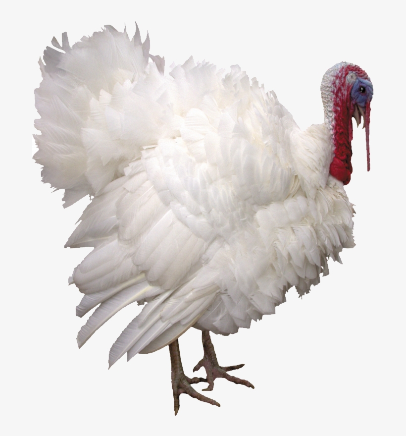 Turkey Bird Png Image With Transparent Background - Индюк Png, transparent png download