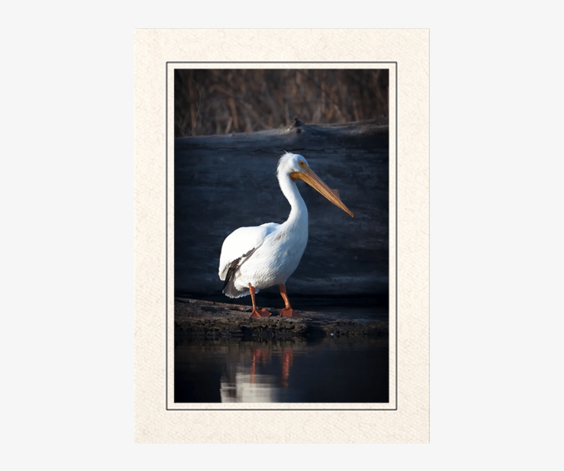 American White Pelican - Water Bird, transparent png download