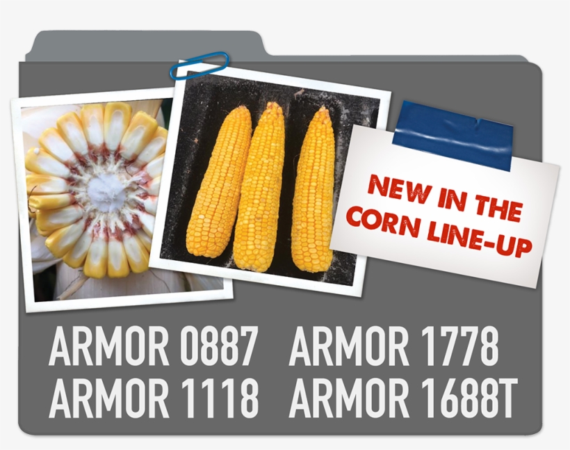 New Corn Line-up Armor 0887, Armor 1778, Armor 1118, - Corn Kernels, transparent png download