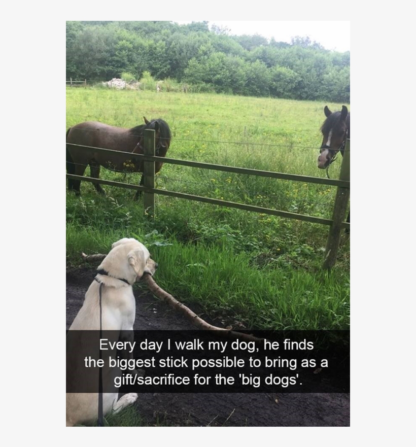 Author Cleanmemesposted On March 29, 2019 February - My Dog Super Memes, transparent png download