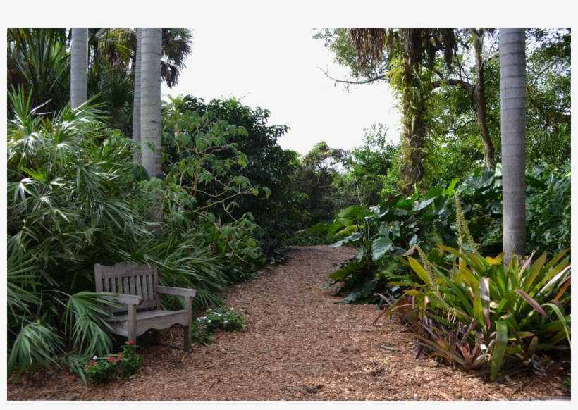 1099 X 727 1 - Tropical Forest Png, transparent png download