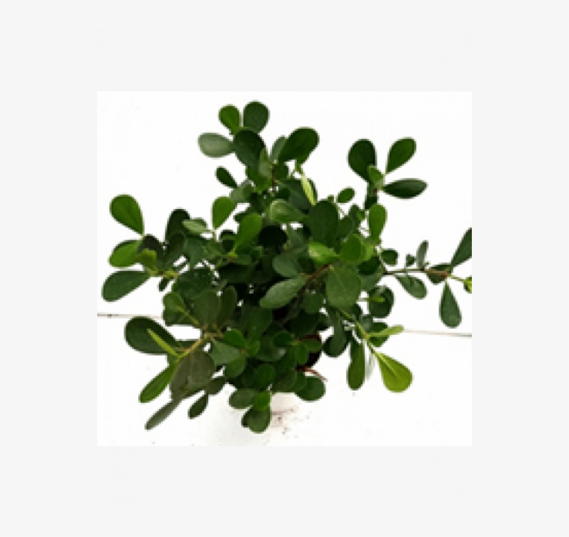 Glusia Dwarf Plant With Fertilizer - Houseplant, transparent png download