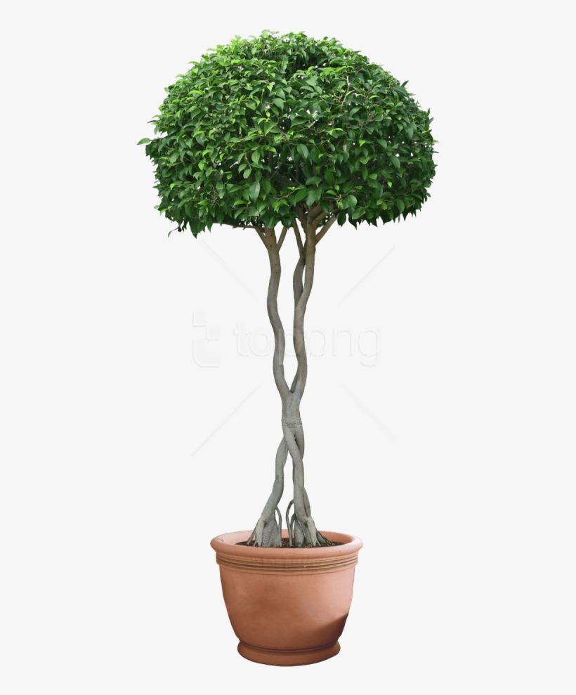 Download Plants Png Images Background - Plant Png, transparent png download