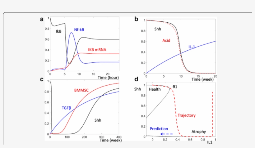 Dynamic Change Of Nf-κb And Shh Following Hp Infection - Diagram, transparent png download
