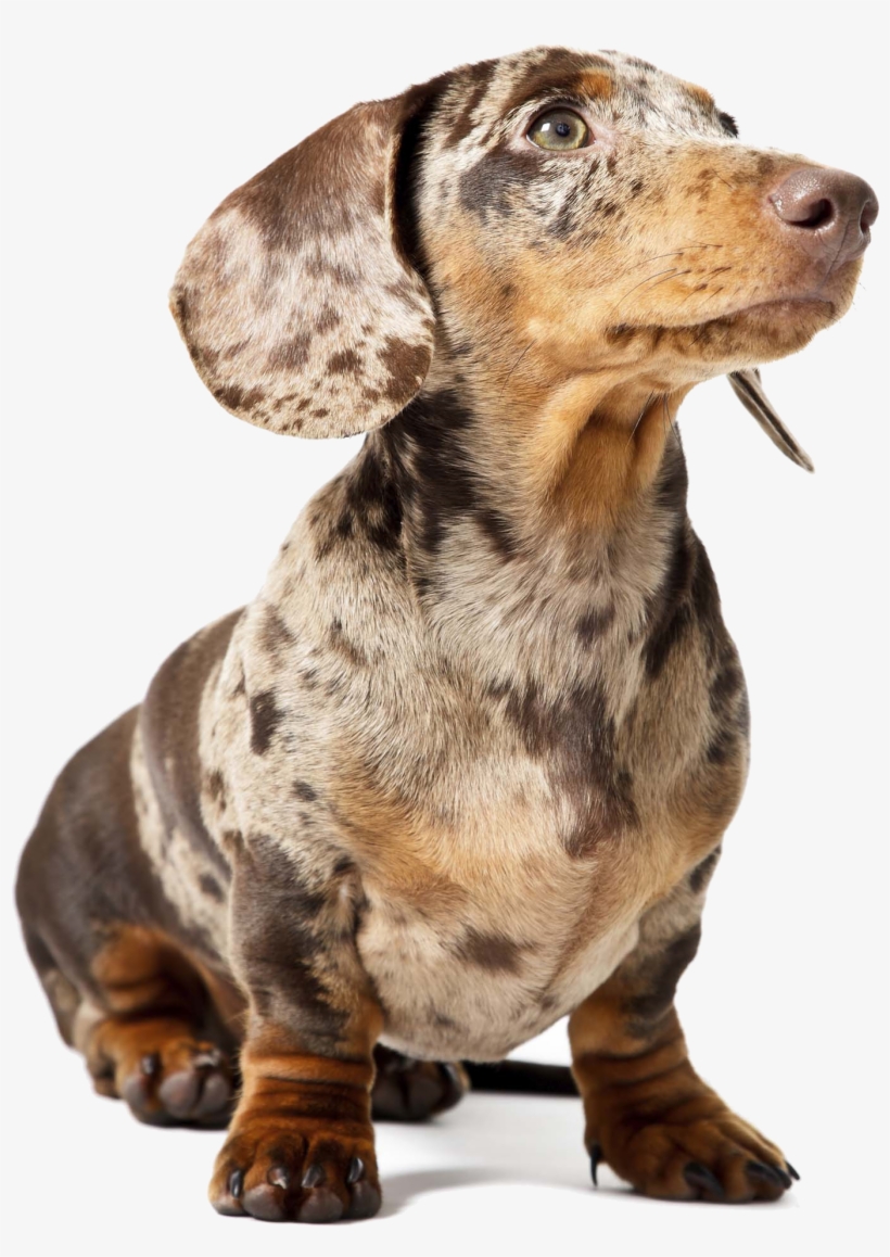 australian shepherd daschund