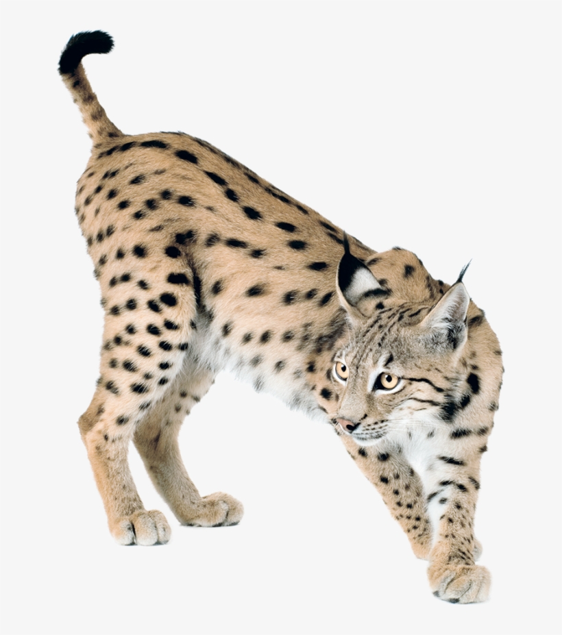 Lynx Png Lynx Png - Cat Side View, transparent png download