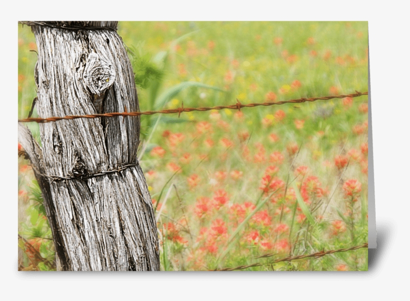 Texas Fences Greeting Card - Barbed Wire, transparent png download