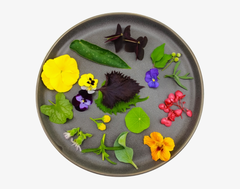 Newsletter - Viola, transparent png download