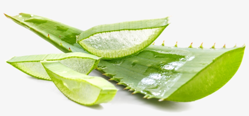 Aloe Vera - ต้น ว่า น หางจระเข้, transparent png download