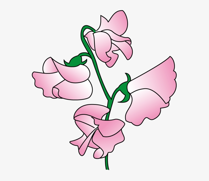 Sweet Peas Clipart - Sweet Pea Flower Clip Art, transparent png download