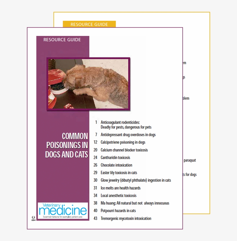 Domestic Short-haired Cat, transparent png download