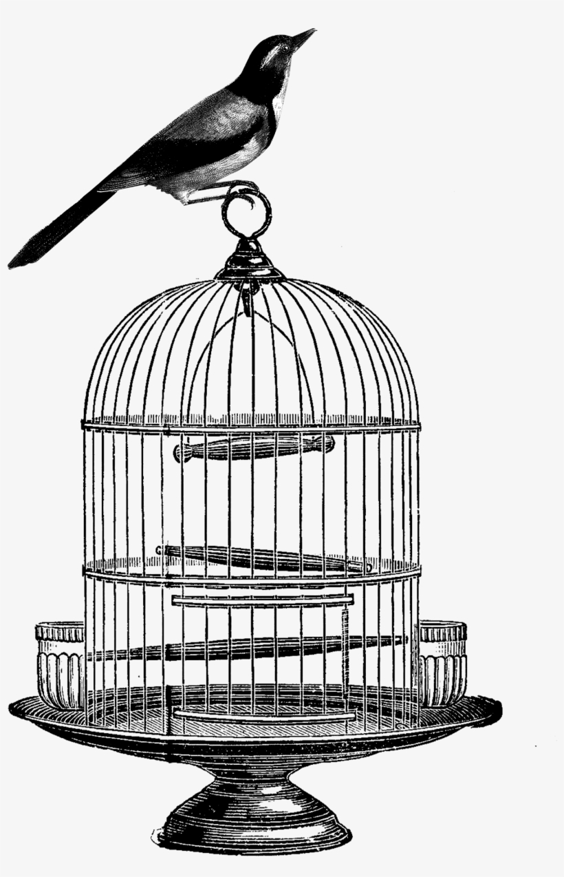 Birdcage Clip Art Bird - Bird In Cage Transparent, transparent png download