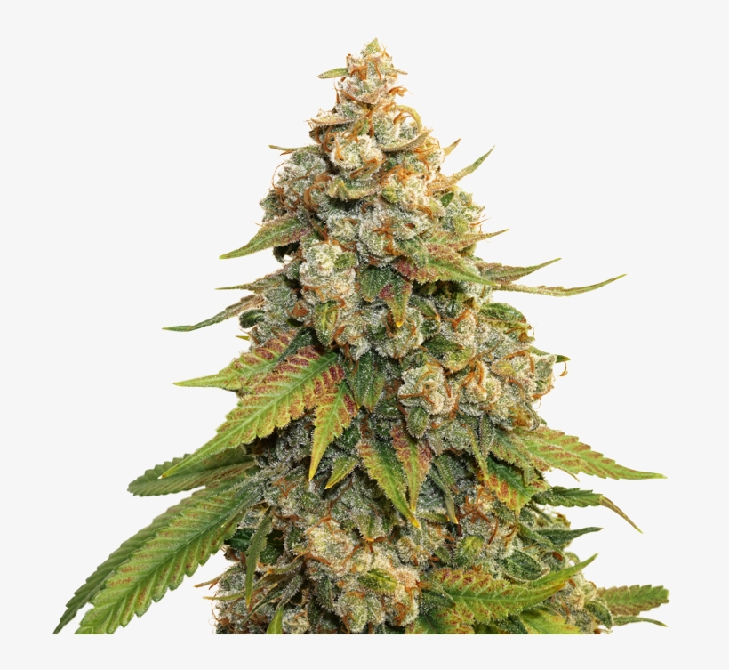 Golden Lemon, transparent png download