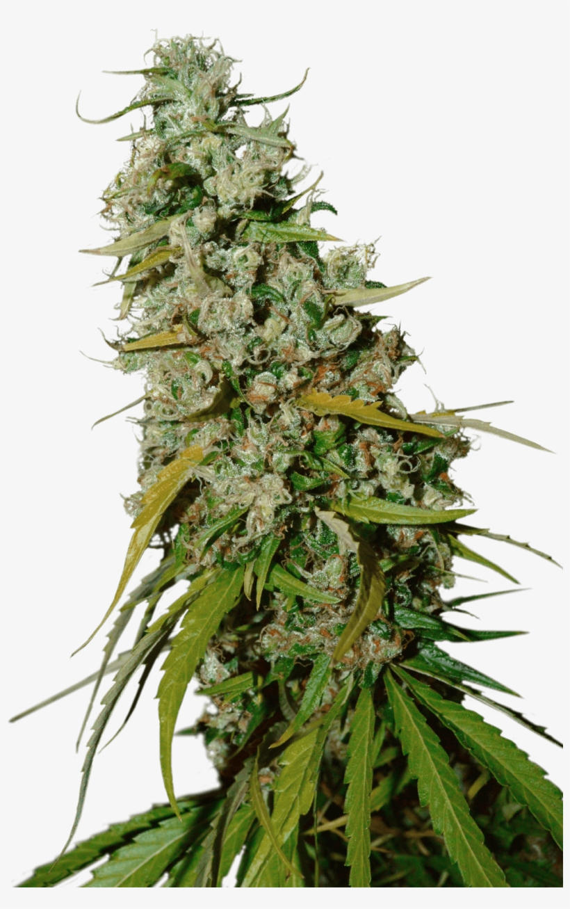 Kees' Old School Haze Regular Seeds - Thorns, Spines, And Prickles, transparent png download