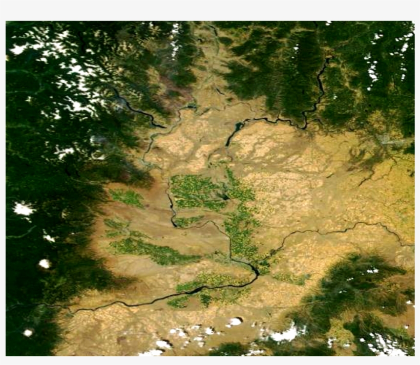 We Have Cut Down The Trees In Western Washington, Replacing - Conifer, transparent png download