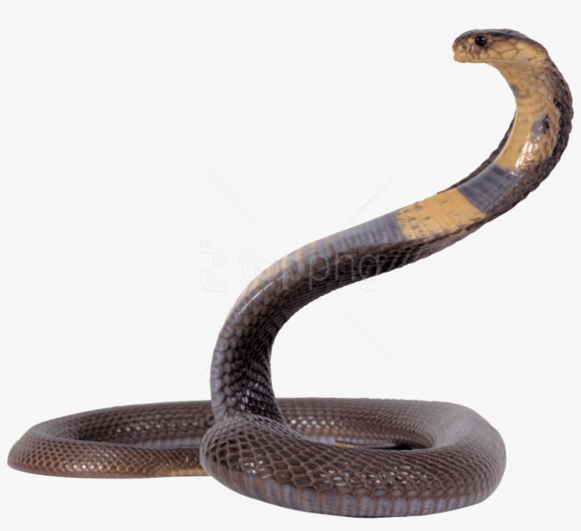 Free Png Download Black And Yellow Snake Png Images - Transparent Snake Png, transparent png download