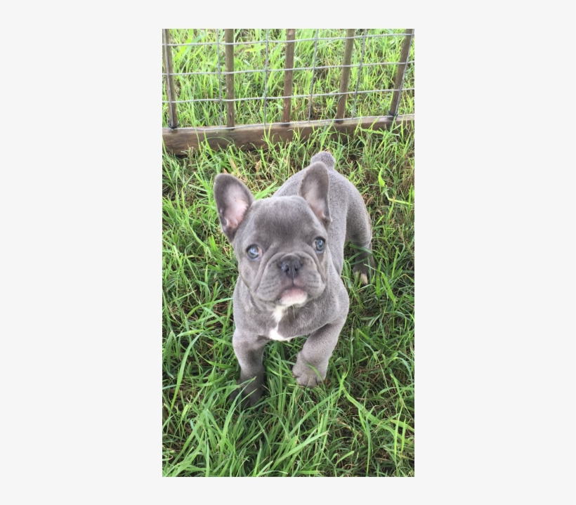 Clooney - French Bulldog, transparent png download