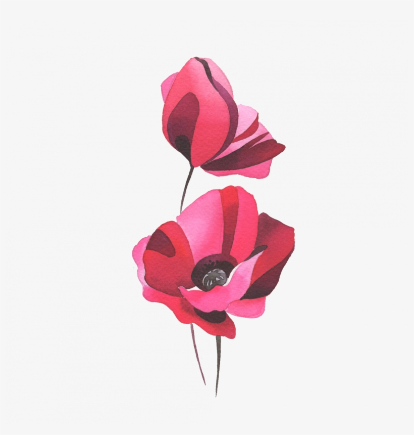 Big Poppy - Garden Roses, transparent png download