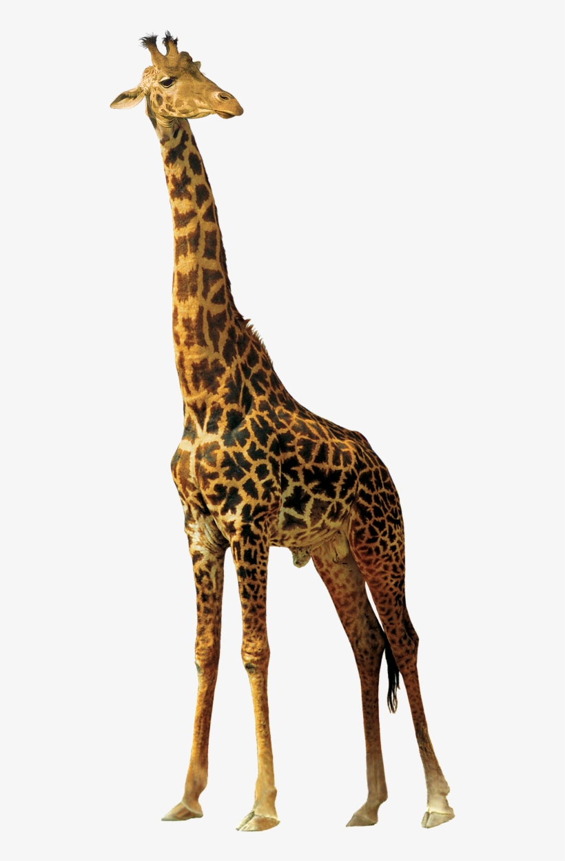 Giraffe Animals Nature Africa Png Image - Giraffe Silhouette Clipart, transparent png download