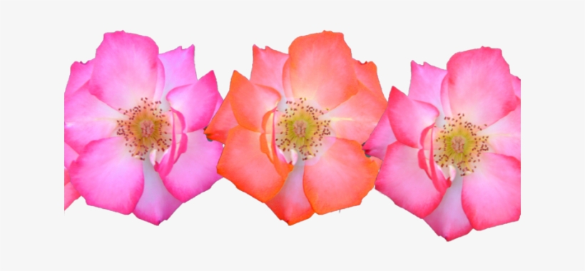 Pink Flower Cartoon - Flower Crown Pink Png, transparent png download